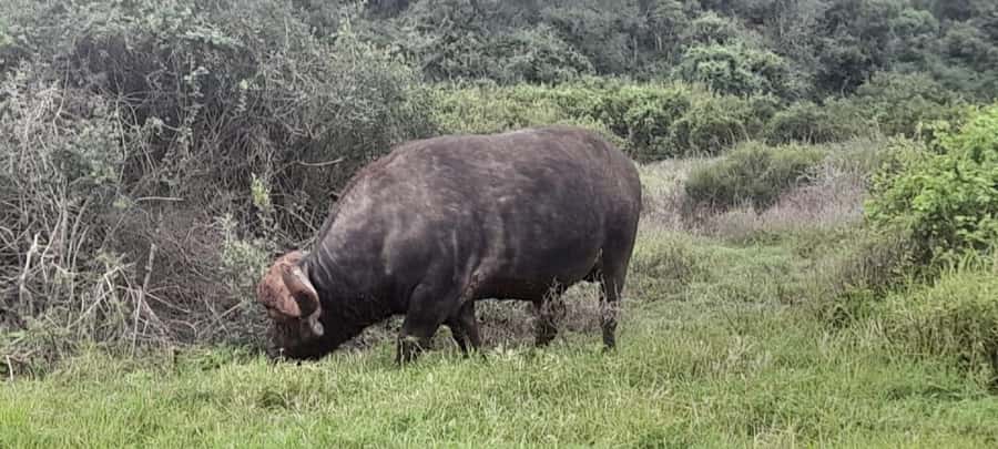 Port Elizabeth: Addo Elephant Park Shore Excursion & Safari - Air-Conditioned Vehicles: Comfort Helps You Spot More