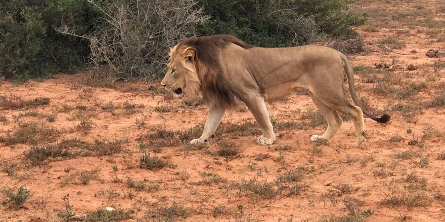 Port Elizabeth: Addo Elephant Park Shore Excursion & Safari - Your Guide Makes a Difference, Especially With Questions