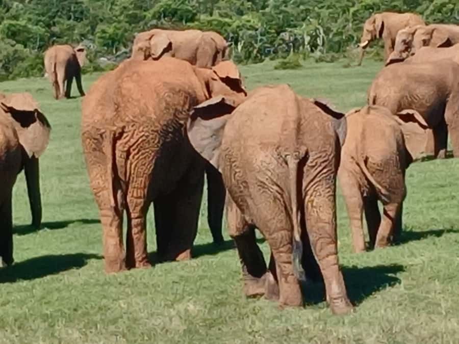 Port Elizabeth: Addo Elephant Park Shore Excursion & Safari - Price and Value: What You’re Paying For at $159