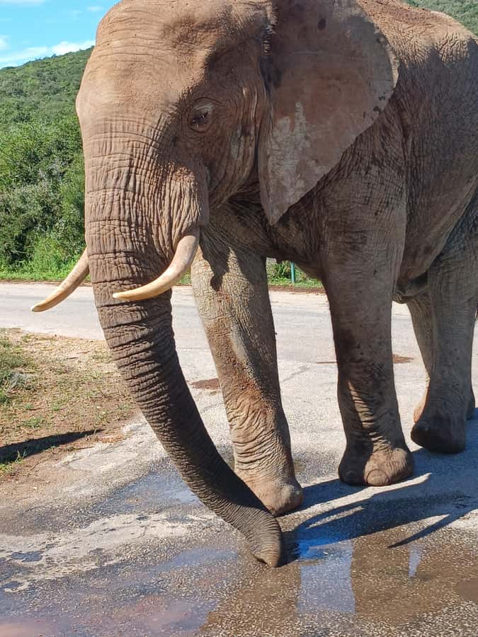 Port Elizabeth: Addo Elephant Park Shore Excursion & Safari - What to Bring, What to Expect, and Small Details That Matter