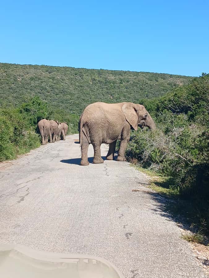 Port Elizabeth: Addo Elephant Park Shore Excursion & Safari - Who This Excursion Fits Best (and Who Might Rethink It)