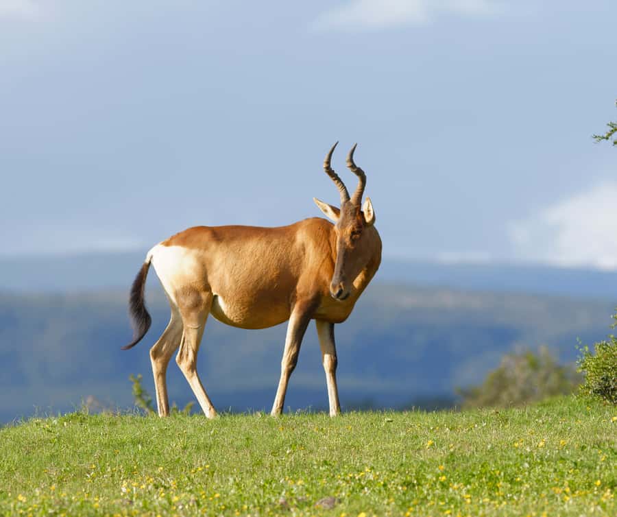 Port Elizabeth: Addo Elephant Park Shore Excursion with BBQ - What the itinerary style means for families and wildlife lovers