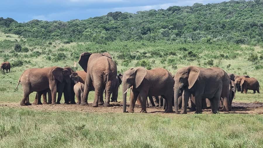 Port Elizabeth: Addo Park Safari with Giraffe Walk and Lunch - Key highlights worth aiming for