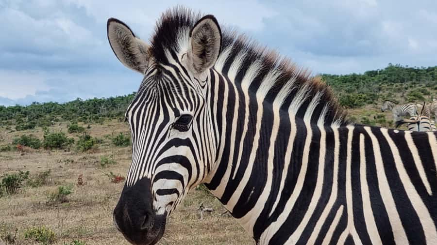 Port Elizabeth: Addo Park Safari with Giraffe Walk and Lunch - Addo Elephant National Park Safari, malaria-free and built for real sightings