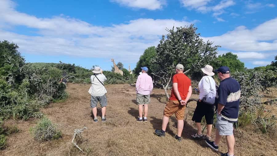 Port Elizabeth: Addo Park Safari with Giraffe Walk and Lunch - The half-day rhythm: how the braai or restaurant lunch fits the day