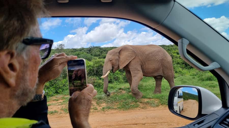 Port Elizabeth: Addo Park Safari with Giraffe Walk and Lunch - Guides like Mike and Tony: why expertise changes the day