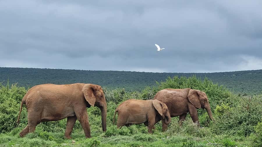 Port Elizabeth: Addo Park Safari with Giraffe Walk and Lunch - What to pack and how to make this 7-hour day easier