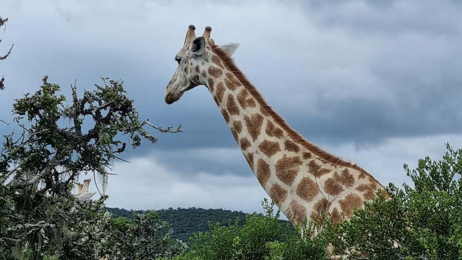 Port Elizabeth: Addo Park Safari with Giraffe Walk and Lunch - Who this tour suits best, and who should choose something else