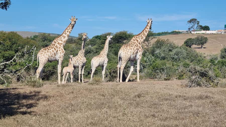Port Elizabeth: Addo Park Safari with Giraffe Walk and Lunch - Big Five chances in Addo, what you should expect realistically