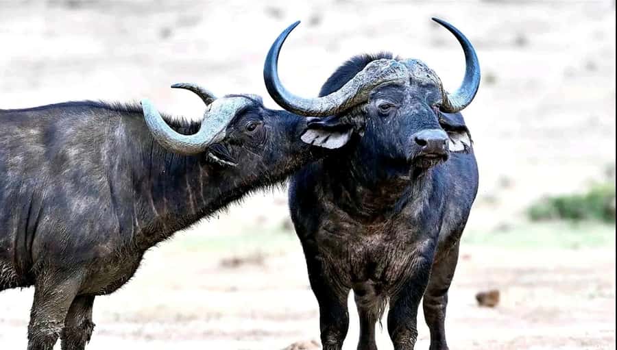 Port Elizabeth : Full-Day Addo Elephant Park Wildlife Tour - Key highlights worth planning around