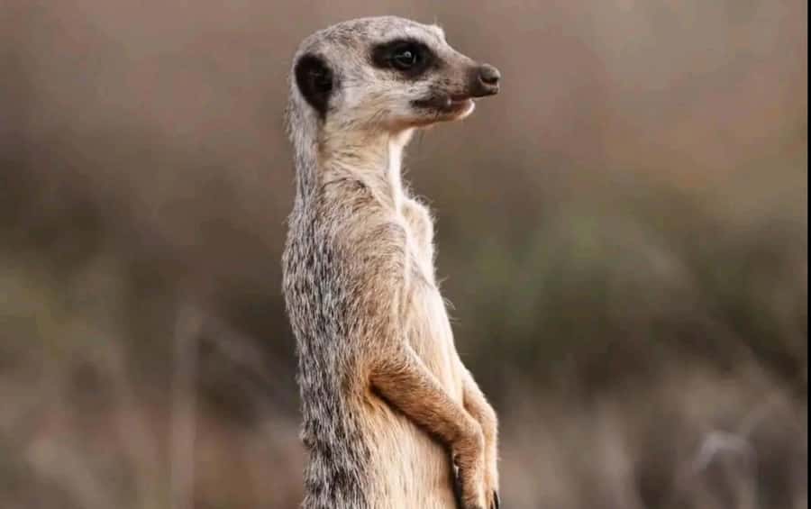 Port Elizabeth : Full-Day Addo Elephant Park Wildlife Tour - Price and value: is $156 fair for a full-day Addo trip?