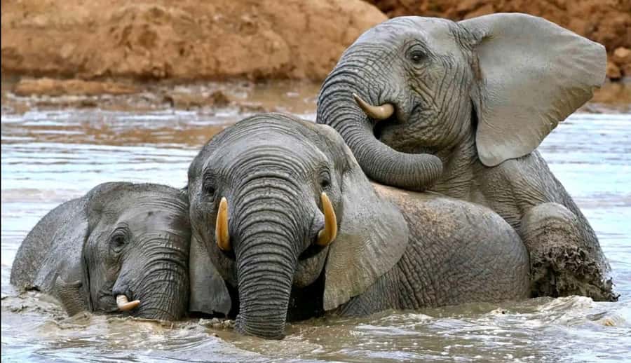 Port Elizabeth : Full-Day Addo Elephant Park Wildlife Tour - First sightings on the morning drive: elephants and watering holes
