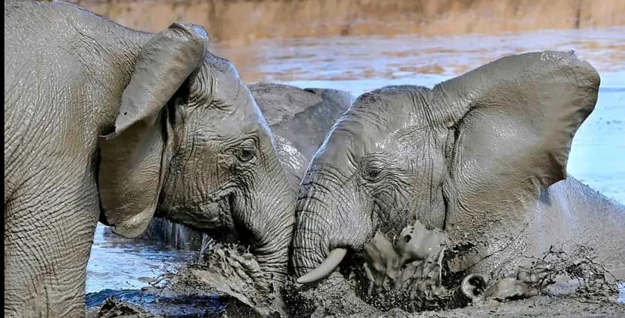 Port Elizabeth : Full-Day Addo Elephant Park Wildlife Tour - Big Five odds: how close can you get