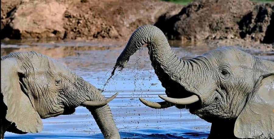 Port Elizabeth : Full-Day Addo Elephant Park Wildlife Tour - Lunch inside Addo: a break that keeps the day moving