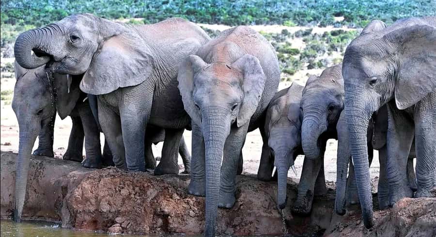 Port Elizabeth : Full-Day Addo Elephant Park Wildlife Tour - Afternoon game viewing: more sections, more chances