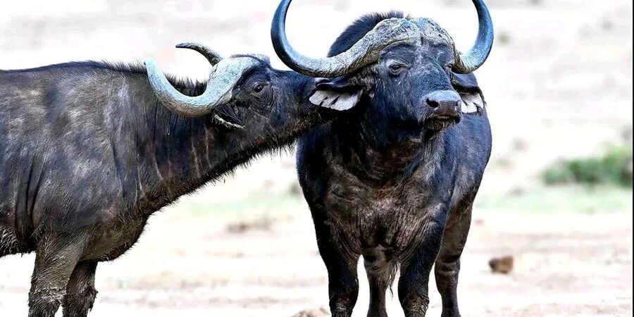 Port Elizabeth : Full-Day Addo Elephant Park Wildlife Tour - Beyond the Big Five: zebra, antelope, and birds