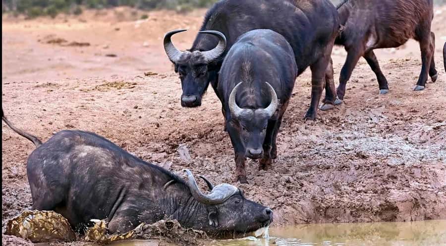 Port Elizabeth : Full-Day Addo Elephant Park Wildlife Tour - Guide skill, small-group feel, and how to get the most
