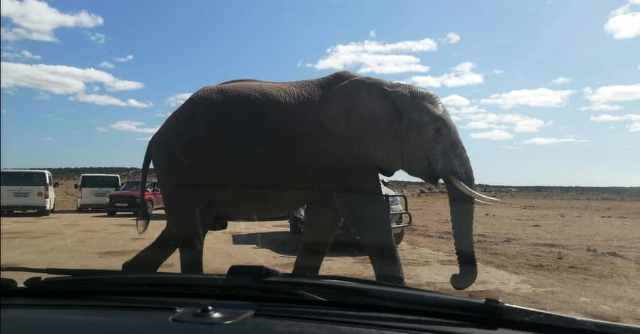 Port Elizabeth : Full-Day Addo Elephant Park Wildlife Tour - Port Elizabeth pickup and the value of a calm start
