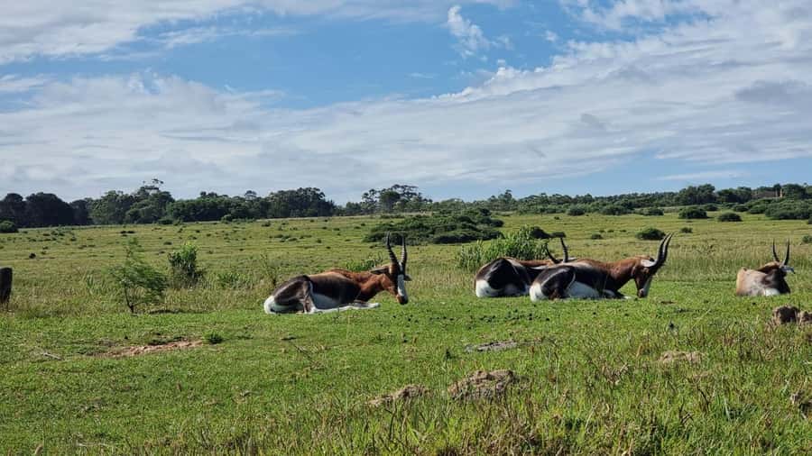 Port Elizabeth: Kragga Kamma Game Park Guided Tour - Getting to Kragga Kamma Game Park from Port Elizabeth