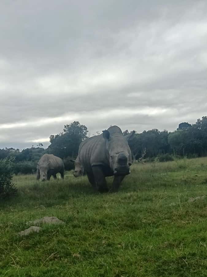 Port Elizabeth: Kragga Kamma Game Park Guided Tour - What You Can Actually See: Lions, Buffalo, White Rhinos, Giraffes