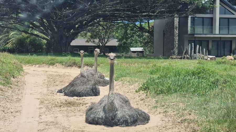 Port Elizabeth: Kragga Kamma Game Park Guided Tour - The Park Name Means Place of Water, and It Changes How You See It