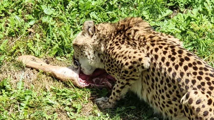 Port Elizabeth: Kragga Kamma Game Park Guided Tour - The Lion Enclosure Stop and the “Why” Behind the Animals