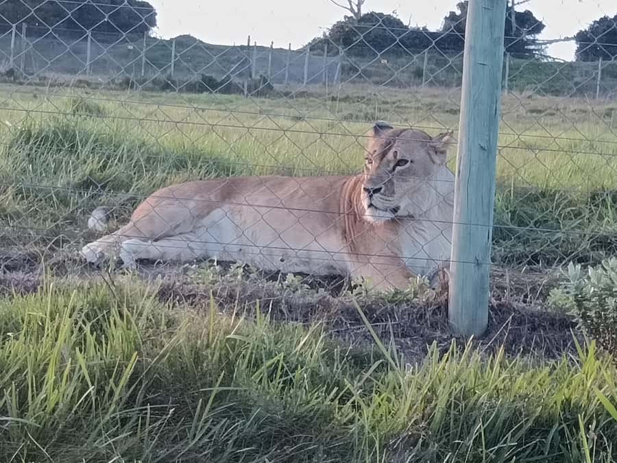 Port Elizabeth: Kragga Kamma Game Park Guided Tour - How the Tour Flow Works, Pickup to Drop-Off