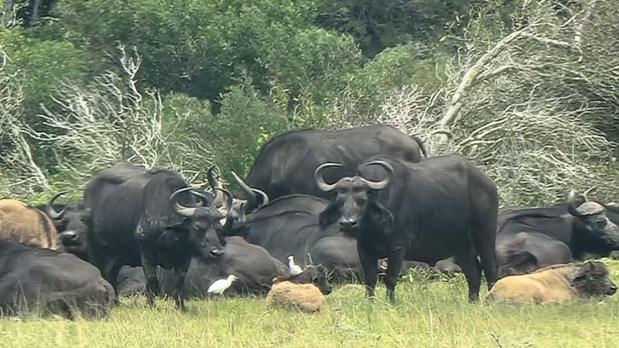 Port Elizabeth: Kragga Kamma Game Park Guided Tour - Practical Tips So You Don’t Miss the Best Moments