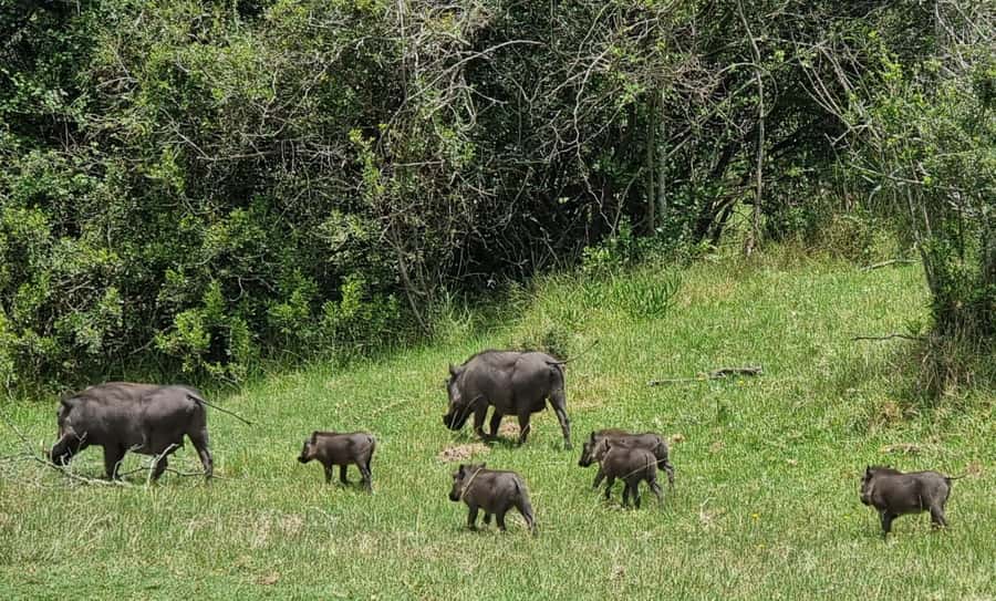 Port Elizabeth: Kragga Kamma Game Park Guided Tour - Who This Tour Suits Best