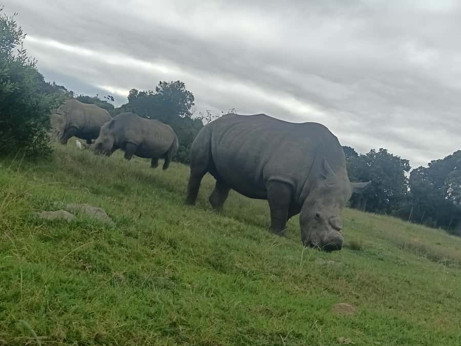 Port Elizabeth: Kragga Kamma Game Park Guided Tour - A Closed-Vehicle Game Drive That Stays Comfortable