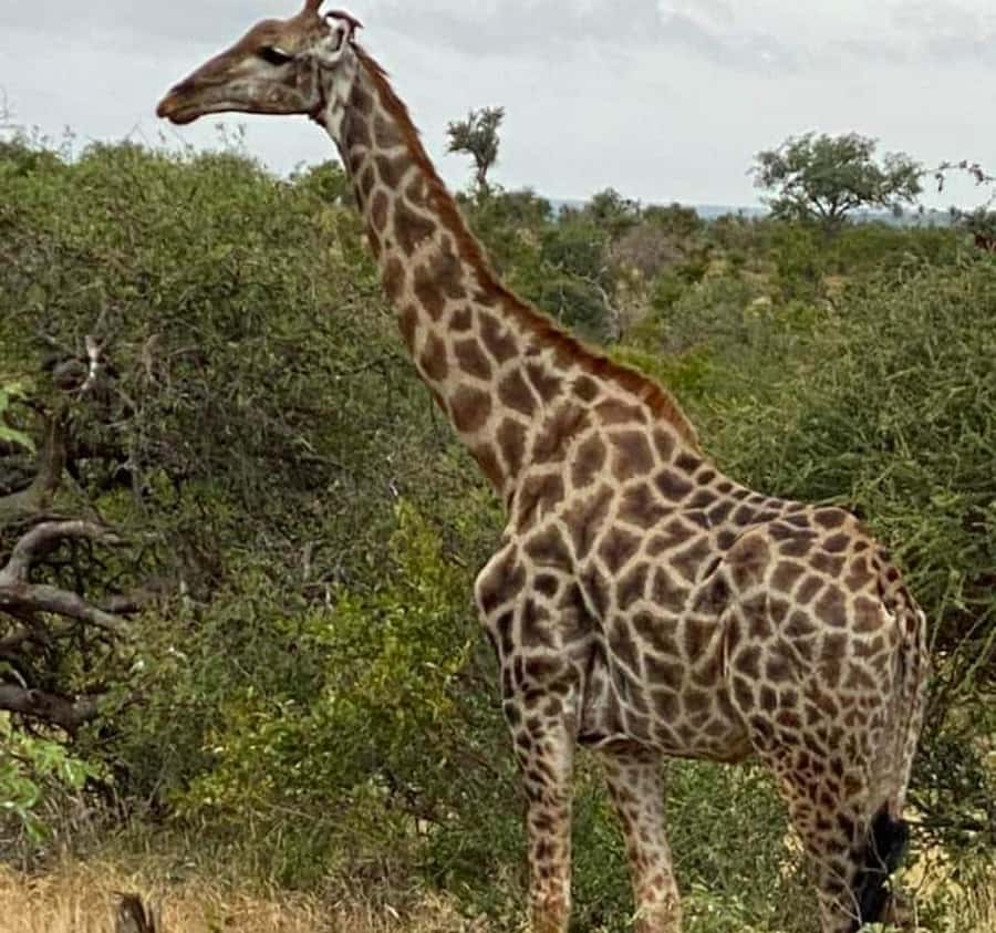 Port Elizabeth:Kragga Kamma Private game reserve safari - Key things that make this Kragga Kamma safari worth your time