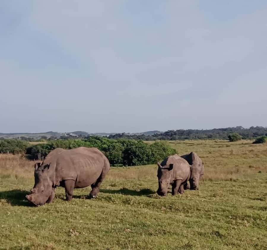 Port Elizabeth:Kragga Kamma Private game reserve safari - What animals you are likely to see, and how to spot them