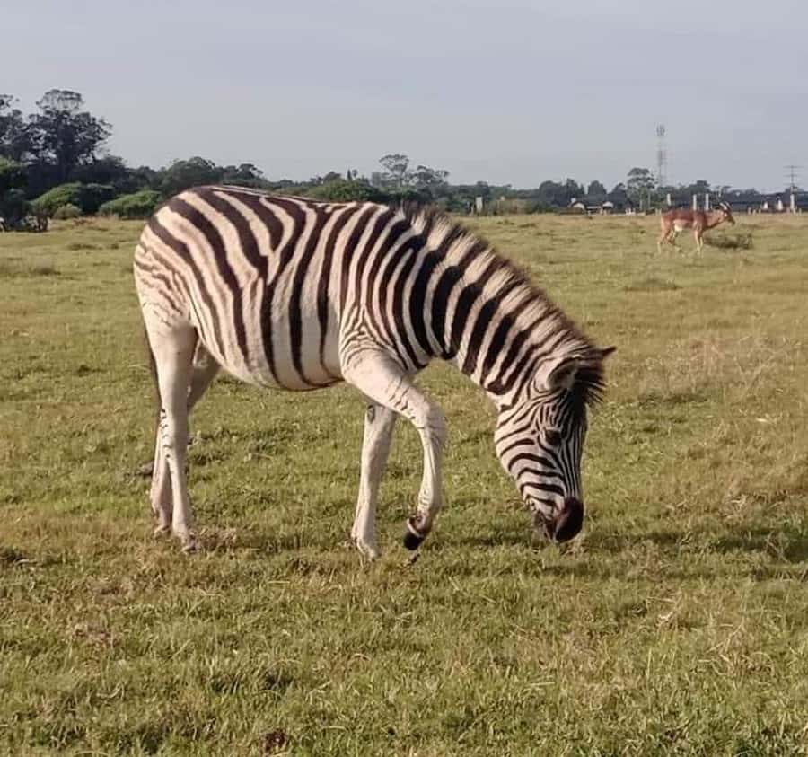 Port Elizabeth:Kragga Kamma Private game reserve safari - Guide Mariska and the value of real-time animal help