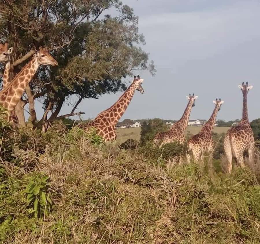 Port Elizabeth:Kragga Kamma Private game reserve safari - Photo and viewing tips for a 3-hour window