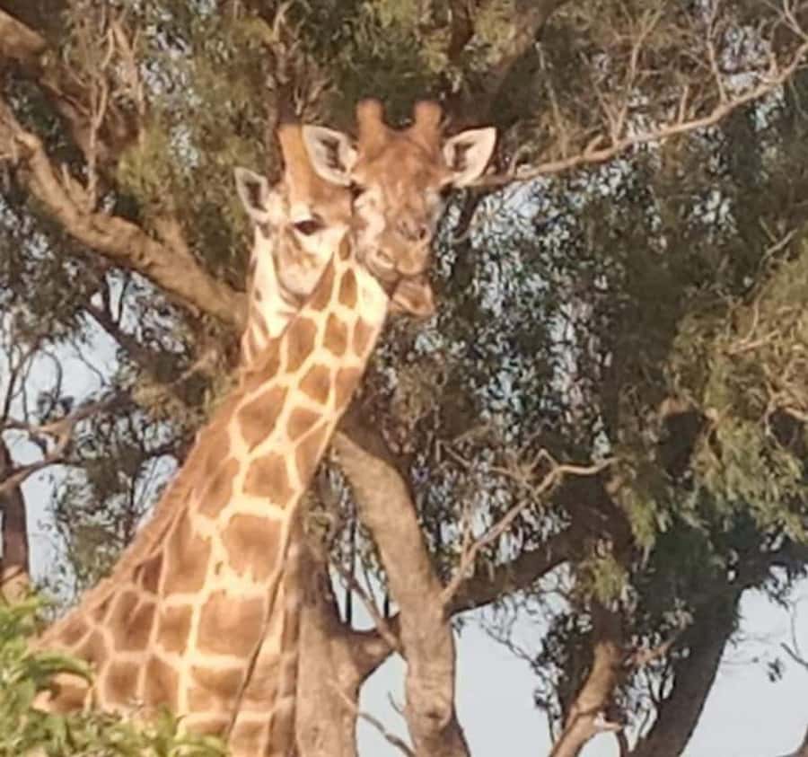 Port Elizabeth:Kragga Kamma Private game reserve safari - Timing and what the 3 hours include in real life