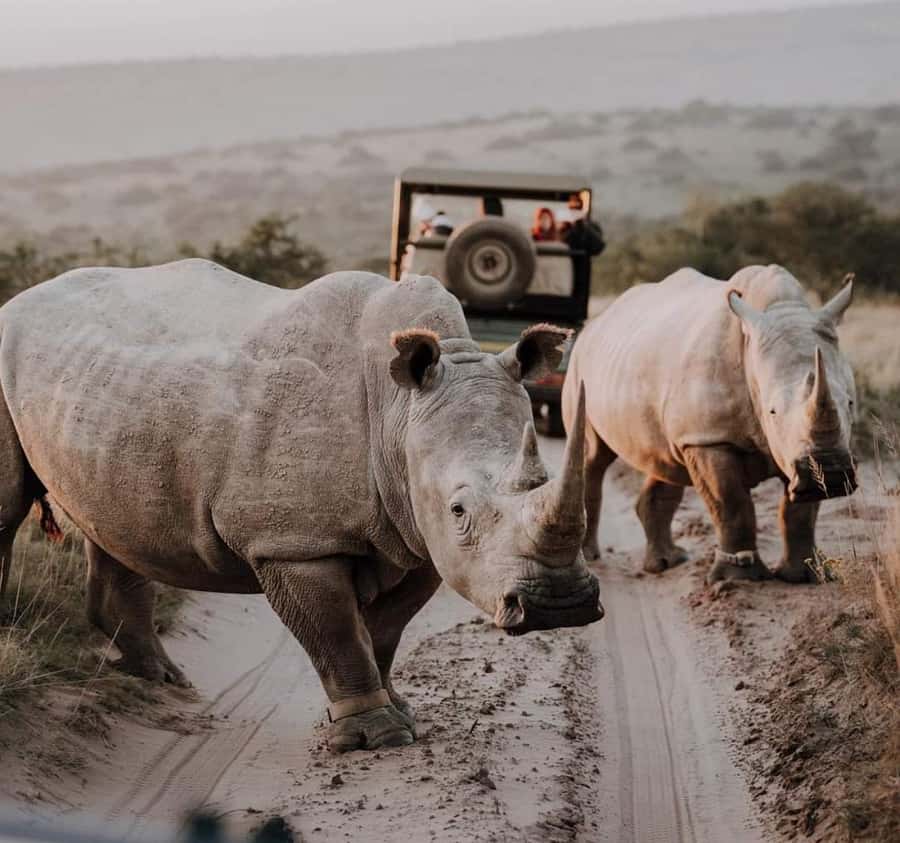 Port Elizabeth:Kragga Kamma Private game reserve safari - Getting there in an air-conditioned van keeps your focus on wildlife