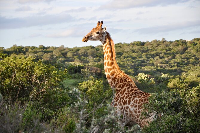 Port Elizabeth Safari and City Tour from Gqeberha - Getting picked up in Gqeberha for a 9:00 am start