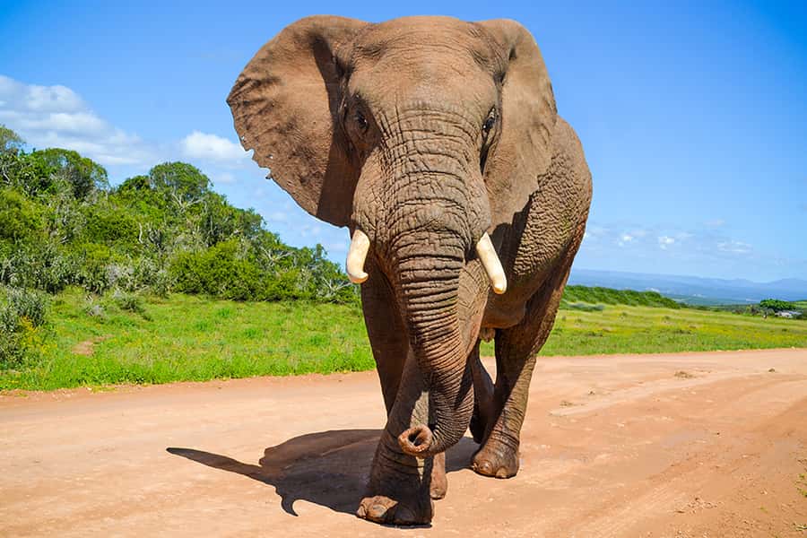 Port Elizabeth: Schotia Game Reserve Safari with Port Pickup - Schotia Private Game Reserve, Right from Port Elizabeth Harbor