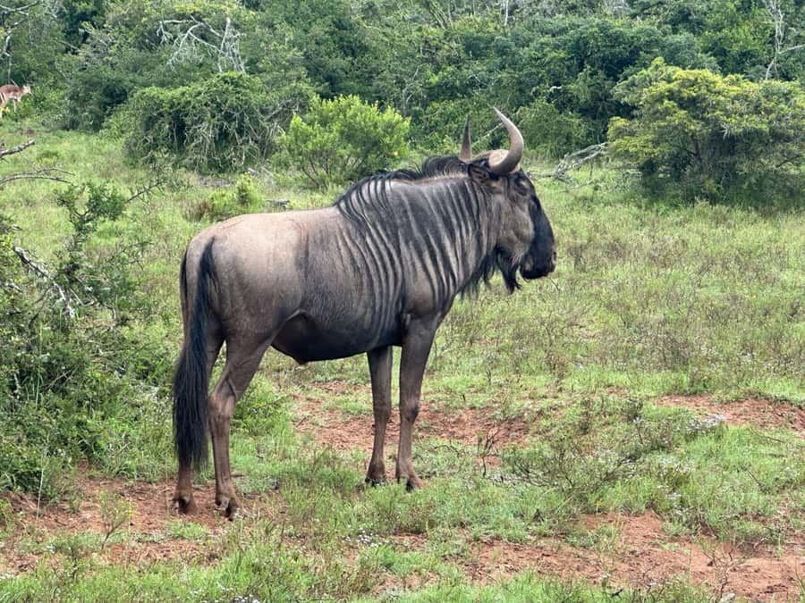 Port Elizabeth: Schotia Game Reserve Safari with Port Pickup - How the Guide Makes or Breaks the Safari