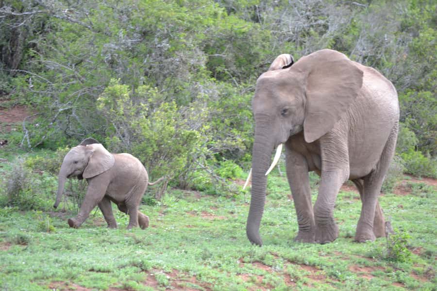 Port Elizabeth: Schotia Game Reserve Safari with Port Pickup - Photography and Practical Stuff to Bring