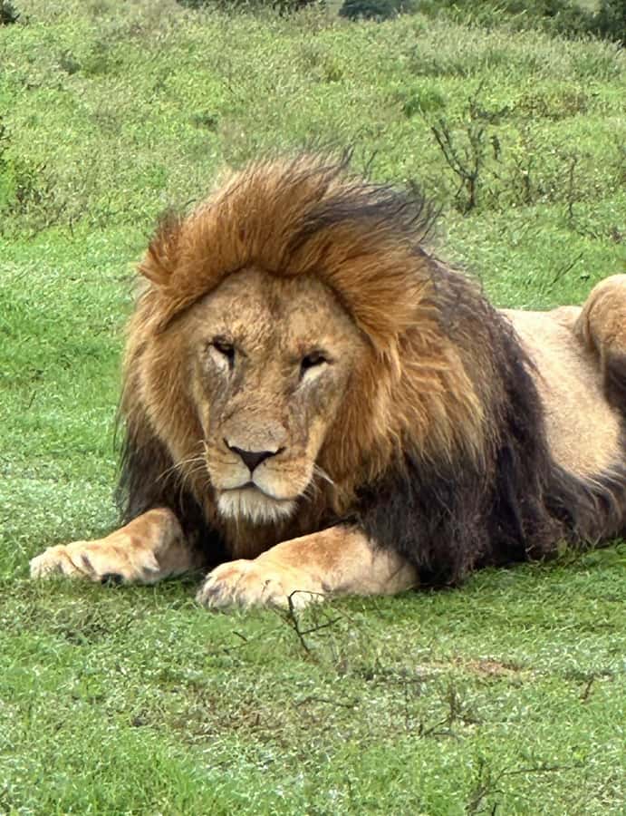 Port Elizabeth: Schotia Game Reserve Safari with Port Pickup - The Road Transfer: Why the 45 Minutes Each Way Matters