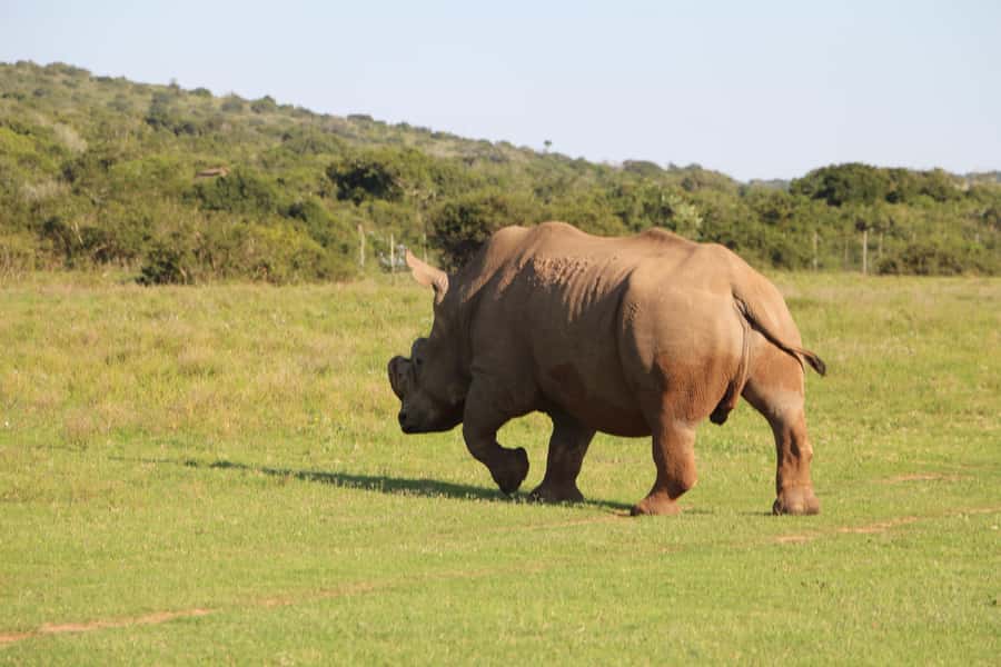 Port Elizabeth: Schotia Private Game Reserve Safari - Key Points at a Glance