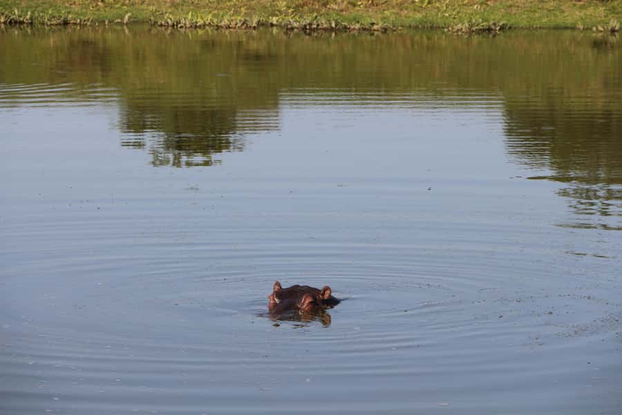 Port Elizabeth: Schotia Private Game Reserve Safari - Schotia Safari: A Half-Day That Feels Like the Real Deal