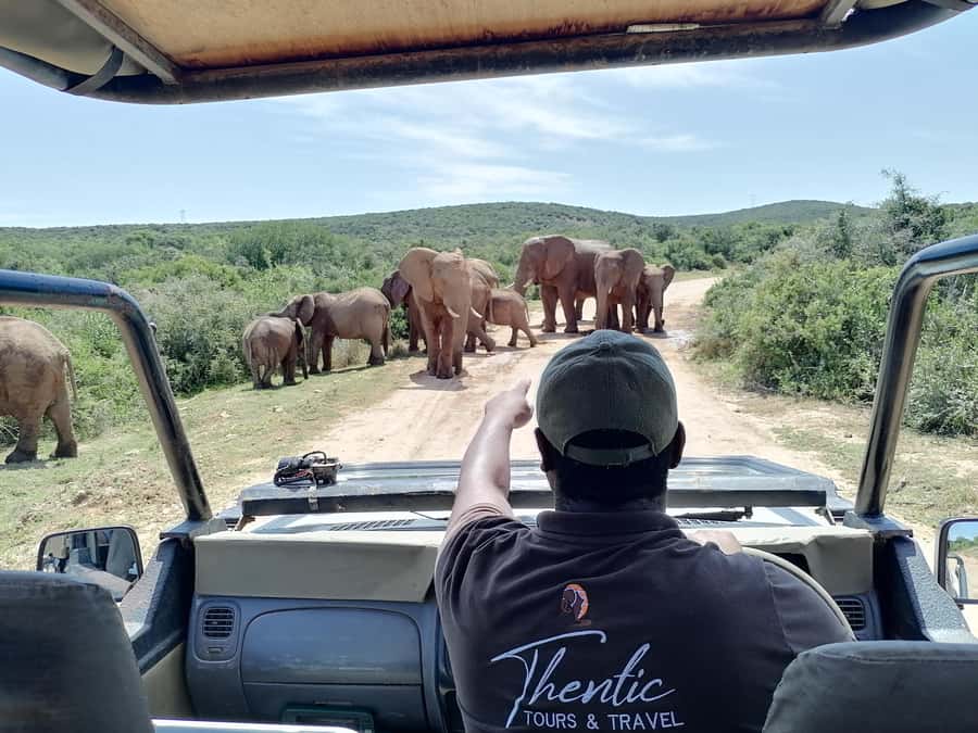 Port Elizabeth: Schotia Private Game Reserve Safari - Game Drive Time: Big 5 Chances Plus Real Variety