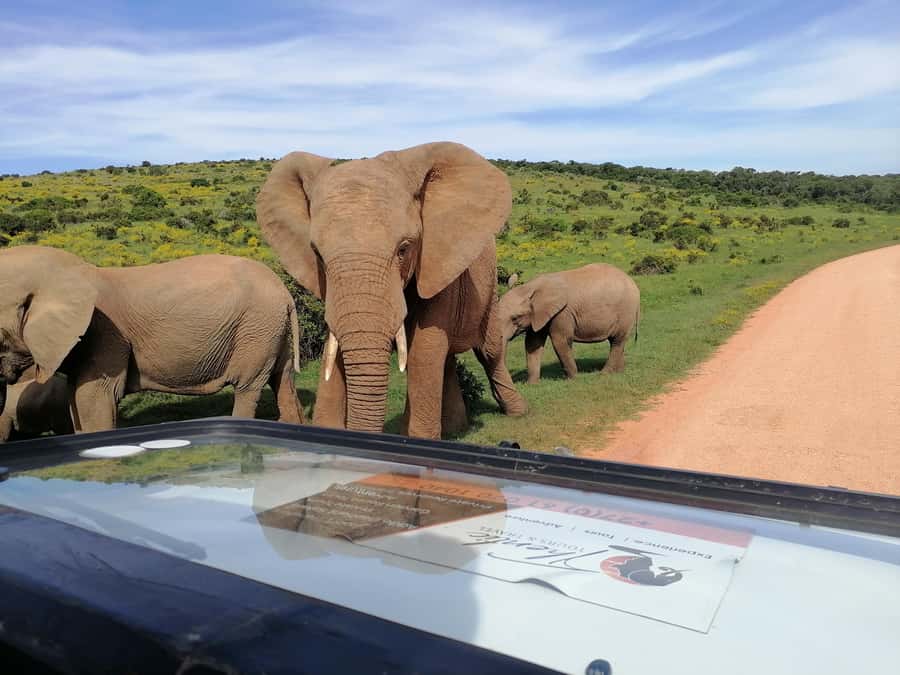 Port Elizabeth: Schotia Private Game Reserve Safari - What to Bring So the Day Goes Smoothly