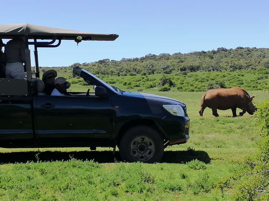 Port Elizabeth: Schotia Private Game Reserve Safari - Price and Value: Is $230 a Fair Half-Day?
