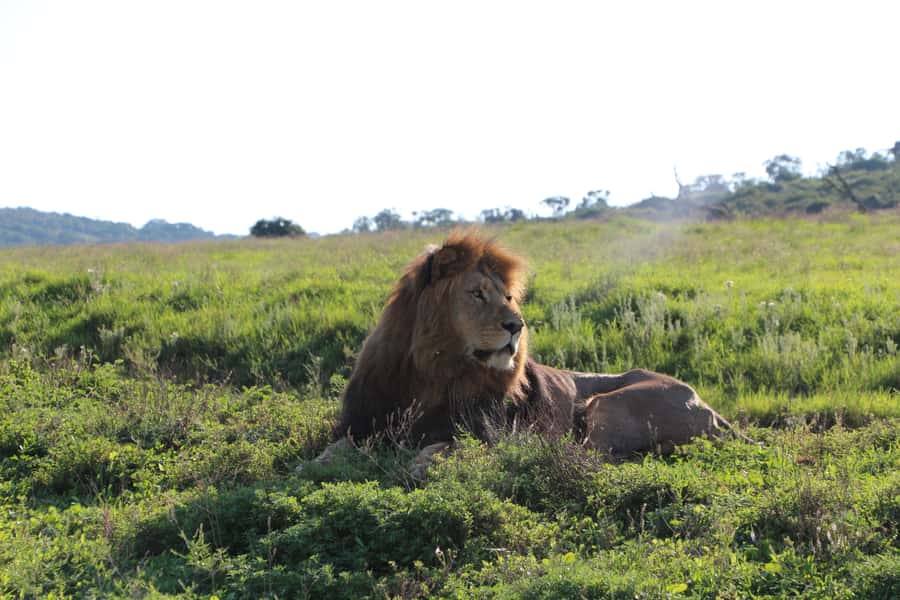 Port Elizabeth: Schotia Private Game Reserve Safari - Getting There From Port Elizabeth and Nearby Towns