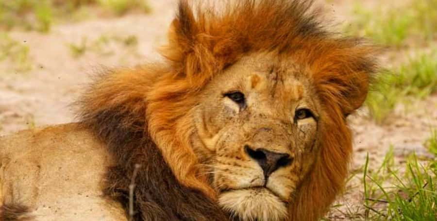 Port Elizabeth: Schotia Safaris Game Reserve Safari - Key highlights at a glance