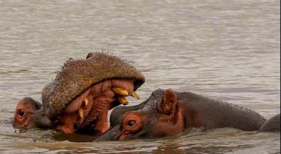 Port Elizabeth: Schotia Safaris Game Reserve Safari - Your open-vehicle 4x4 game drive: why it helps you spot Big Five