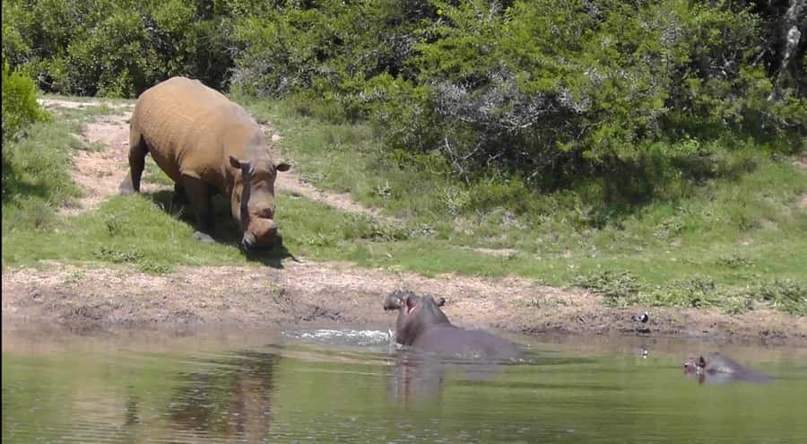 Port Elizabeth: Schotia Safaris Game Reserve Safari - What you might see during the search, and what to expect when you do